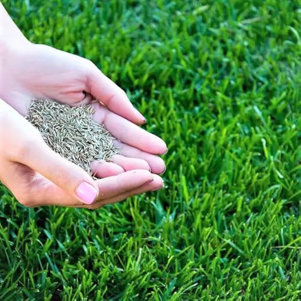 grass lawn flower seeds