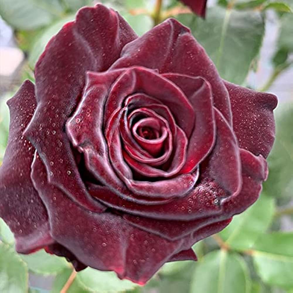 schwarz baccara flower seeds