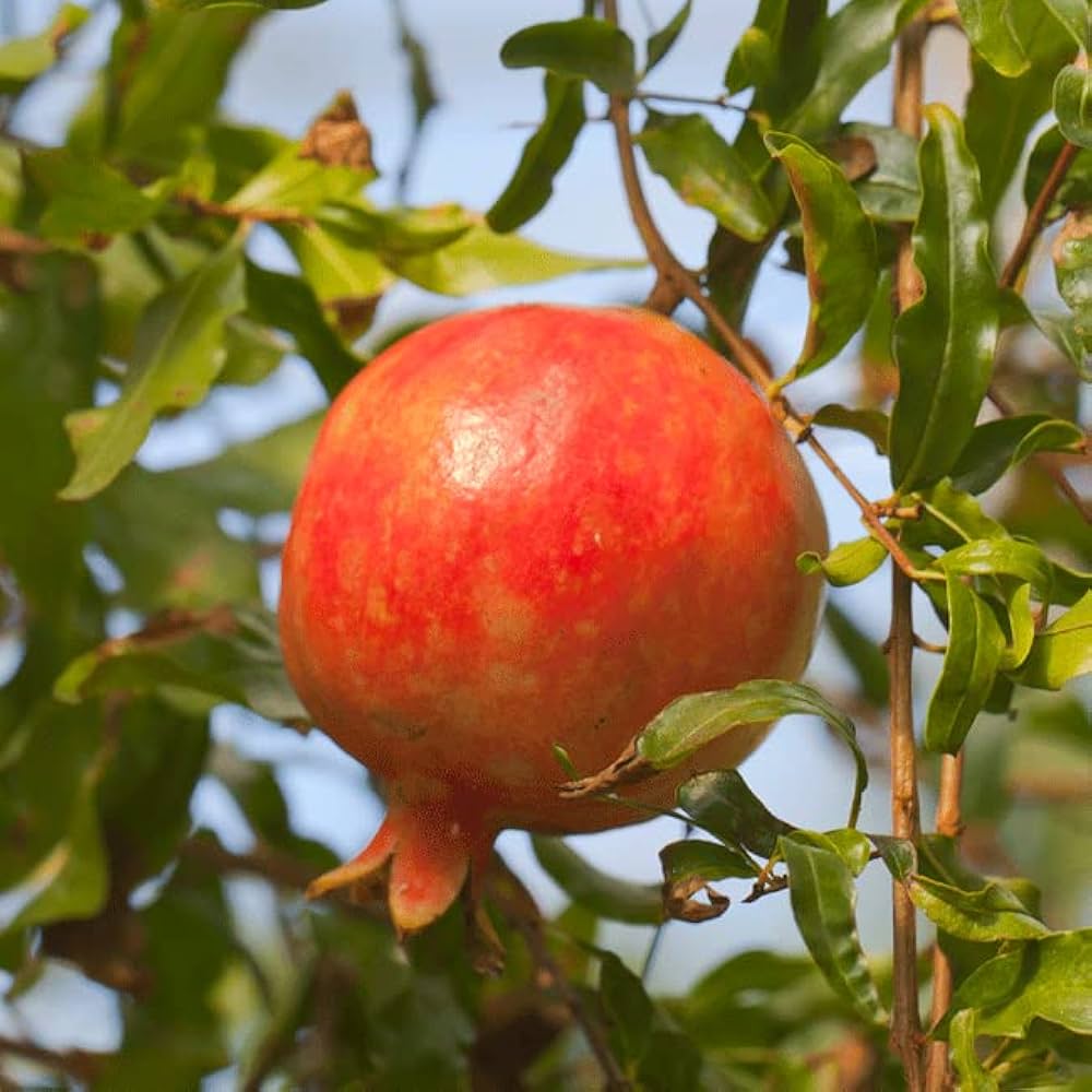 Red Pomegranate Fruit Seeds - Red Variety for Your Garden & Classic Tart-Sweet Flavor