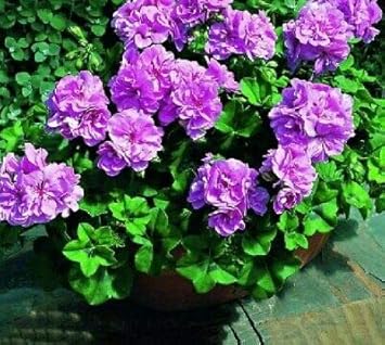 Flower Seeds, Seeds for Planting, Plant Seeds