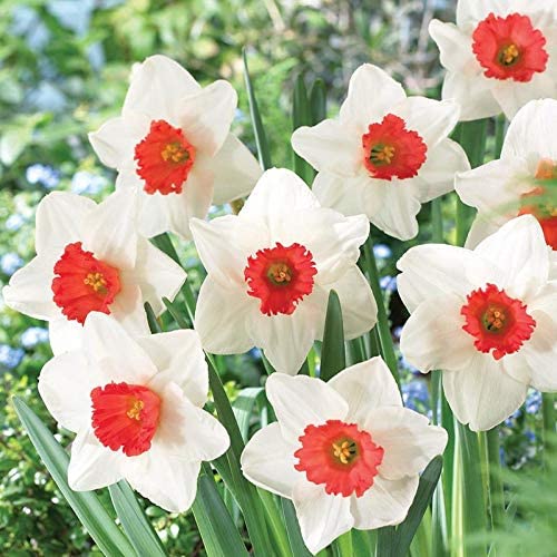 Burgundy White Daffodil Flower Seeds for Planting – Heirloom, Non-GMO, High Germination Spring Garden Seeds