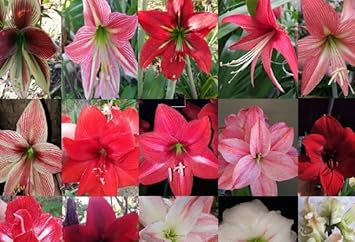 mixed hippeastrum flower seeds