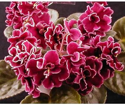 Flower Seeds, Seeds for Planting, Plant Seeds