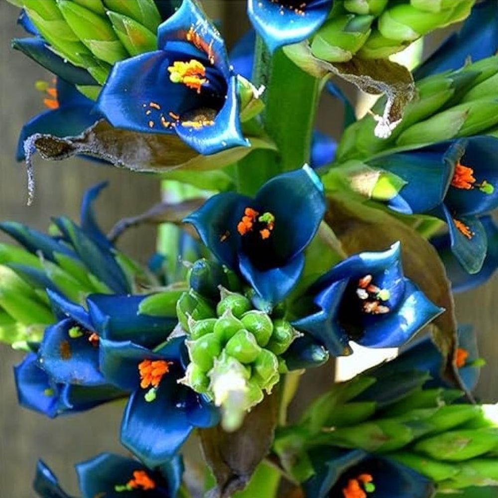 violet organic flower seeds