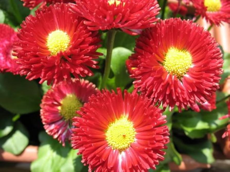 red red flower seeds