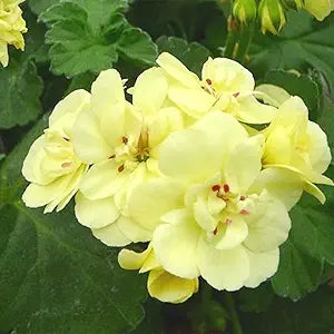 pelargonium flower flower seeds