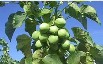 Jatropha Frugtfrø til dyrkning af tropiske træer 100 stk