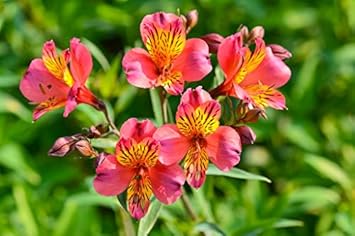 red yellow flower seeds