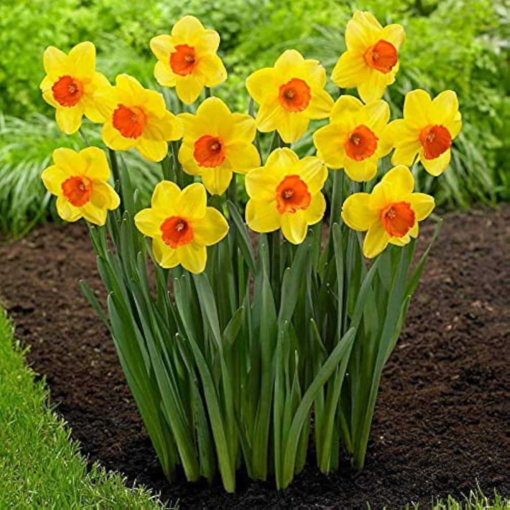 yellow red flower seeds