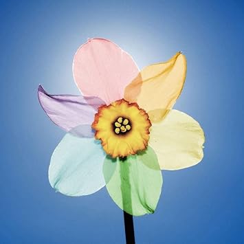 Flower Seeds, Seeds for Planting, Plant Seeds