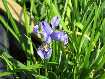 Flower Seeds, Seeds for Planting, Plant Seeds