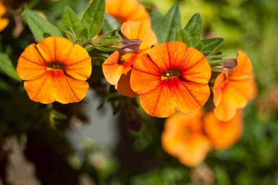 Orange Gul Petunia Blomsterfrø 100 stk