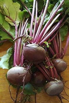 Heirloom Non-GMO Red Beet Seeds for Planting