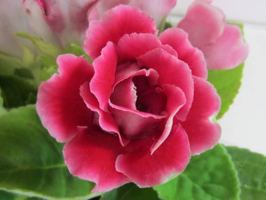 Gloxinia Blomsterfrø til Plantning Rød 100 stk