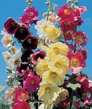 organic mixed flower seeds