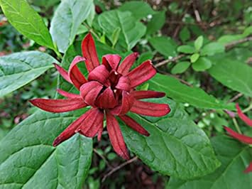 red organic flower seeds