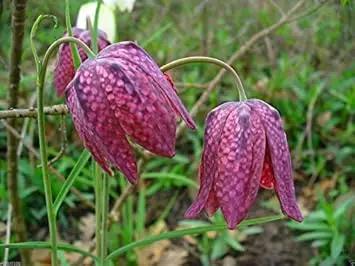 pink fritillaria flower seeds