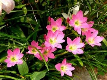 Flower Seeds, Seeds for Planting, Plant Seeds
