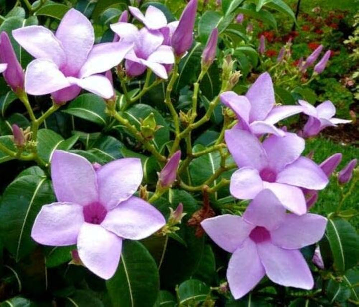 Cryptostegia Flower Seeds – Heirloom, Non-GMO, High Germination Organic Garden Seeds for Planting