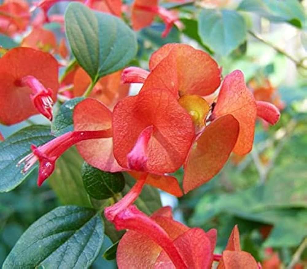 red holmskioldia flower seeds