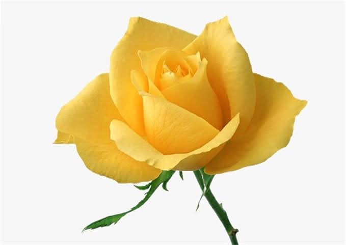 yellow yellow flower seeds