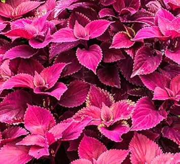 Flower Seeds, Seeds for Planting, Plant Seeds