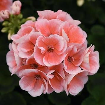 Flower Seeds, Seeds for Planting, Plant Seeds