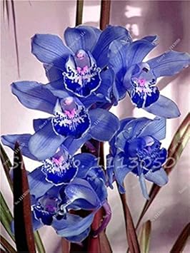 blue cymbidium flower seeds