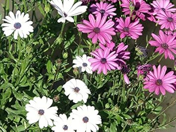 Flower Seeds, Seeds for Planting, Plant Seeds