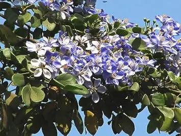 blue lignum flower seeds