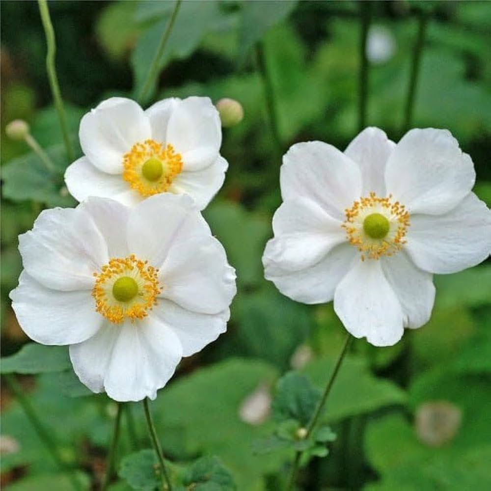 anemone flower flower seeds