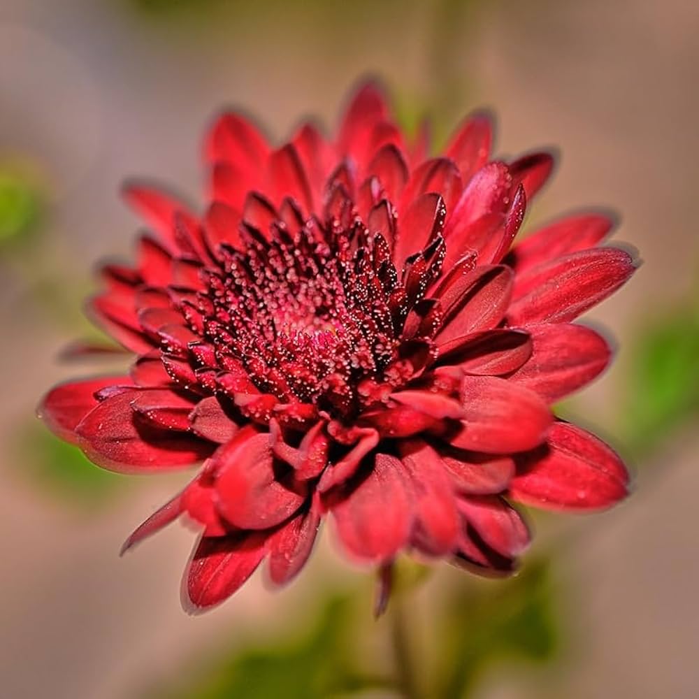 flower lysimachia flower seeds