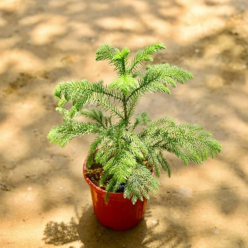 araucaria plant seeds Heirloom Non-GMO Araucaria Flower Seeds for Planting – Rare Evergreen Tree Seeds
