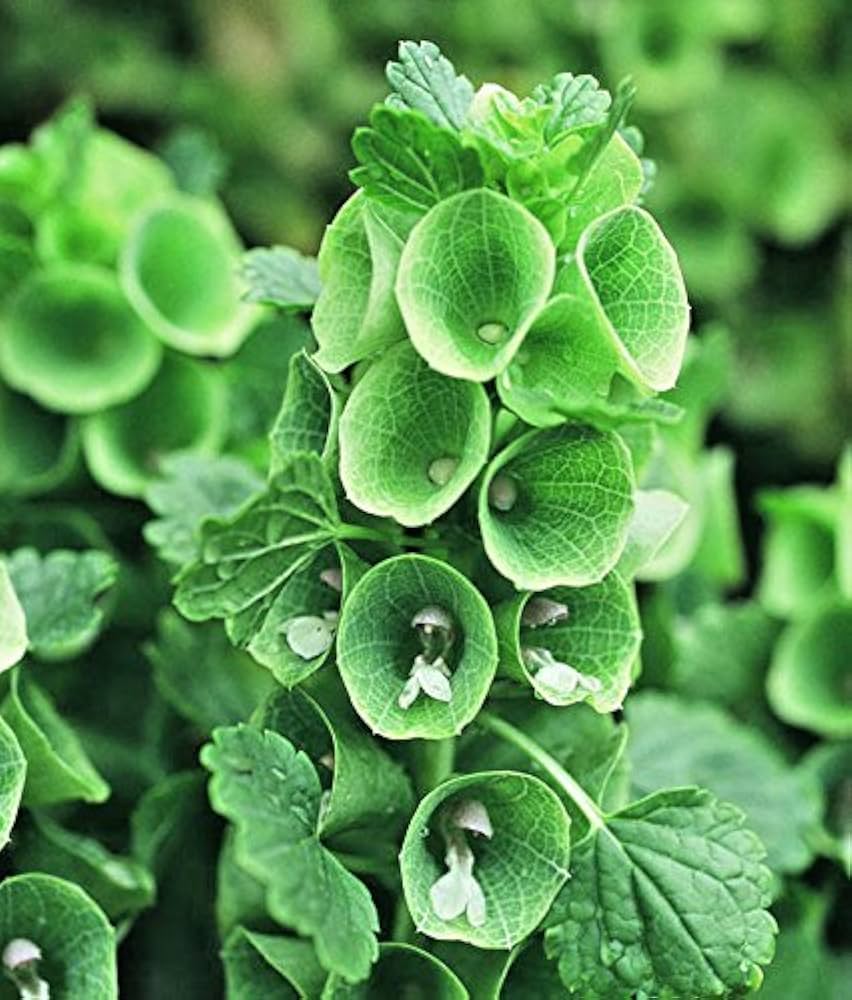 moluccella laevis flower seeds