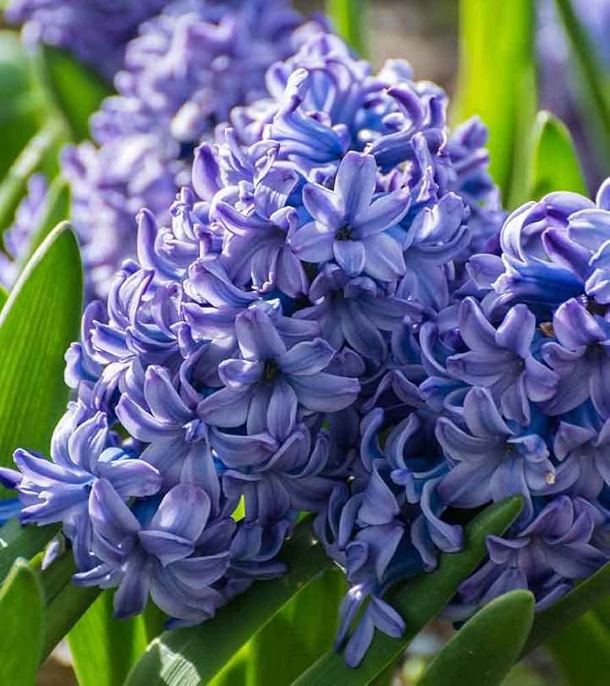 blue hyacinth flower seeds