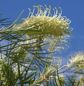 Flower Seeds, Seeds for Planting, Plant Seeds