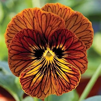 Tiger Eyed Red Pansy Flower Seeds for Planting