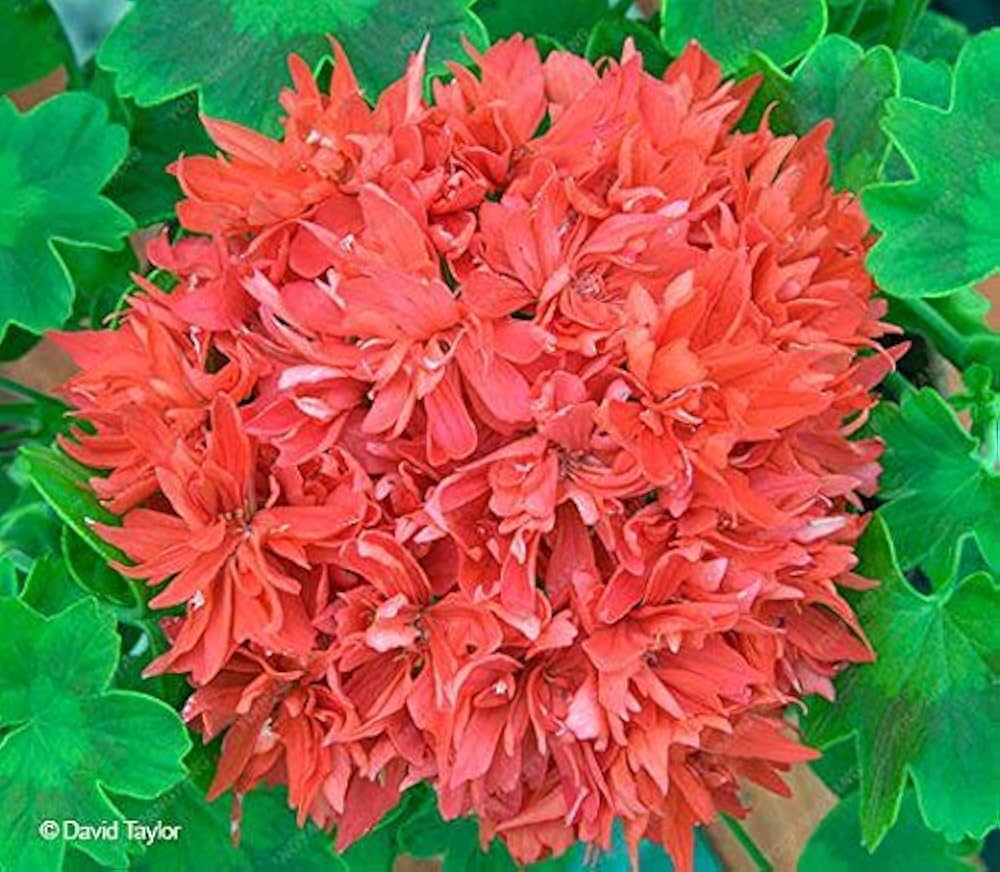 pelargonium peltatum flower seeds