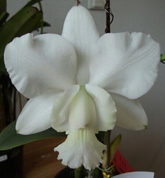 white cattleya flower seeds