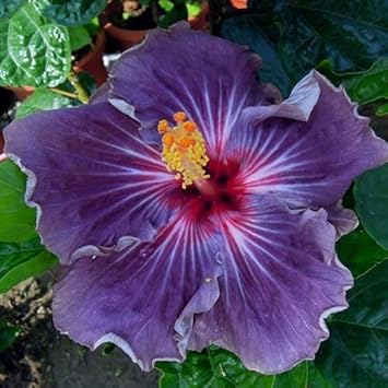 Flower Seeds, Seeds for Planting, Plant Seeds