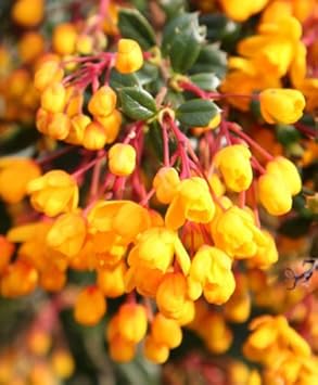 yellow darwinii flower seeds