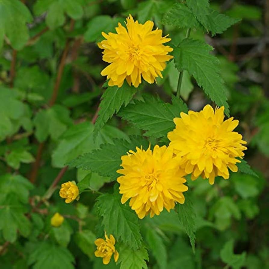 kerria japonica flower seeds