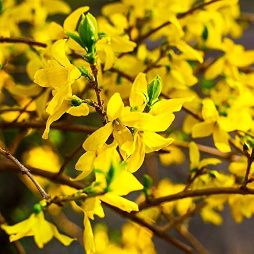 Yellow Forsythia Flower Seeds for Planting, Pale Yellow, 100 pcs