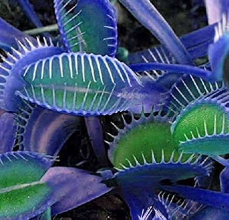 Blue Green Venus Fly Trap Seeds – Heirloom, Non-GMO Carnivorous Plant Seeds for Planting