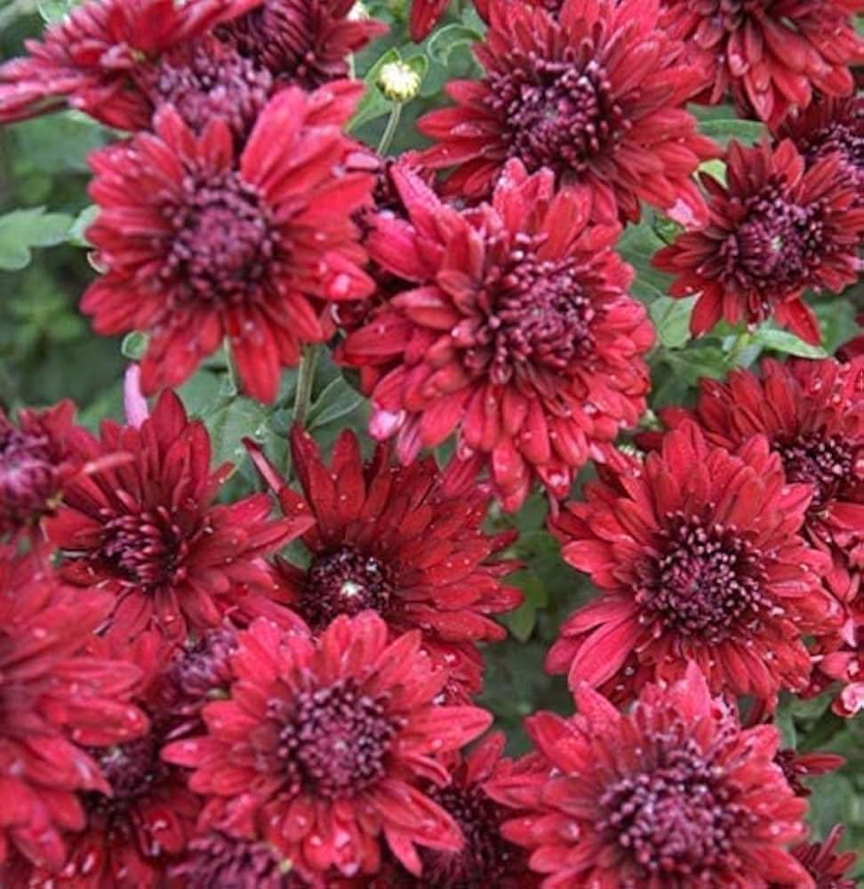 chrysanthemum chrysanthemum flower seeds