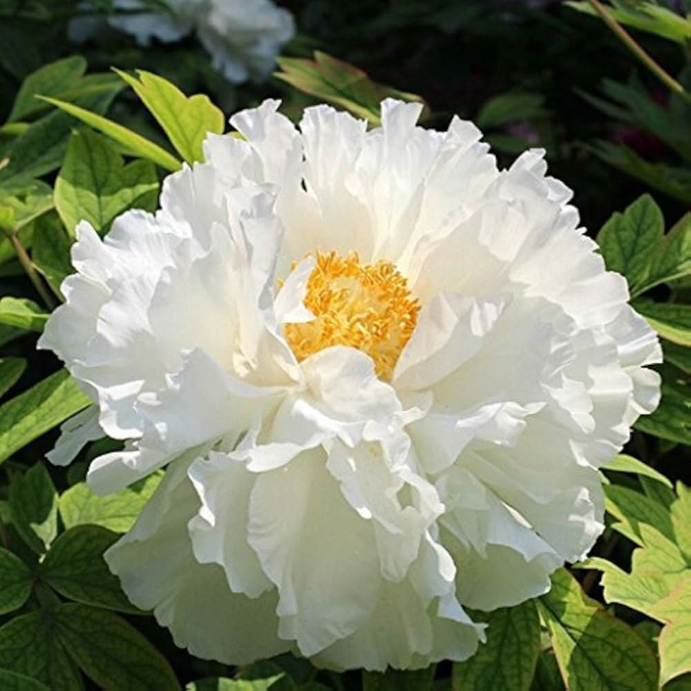 white chinese flower seeds