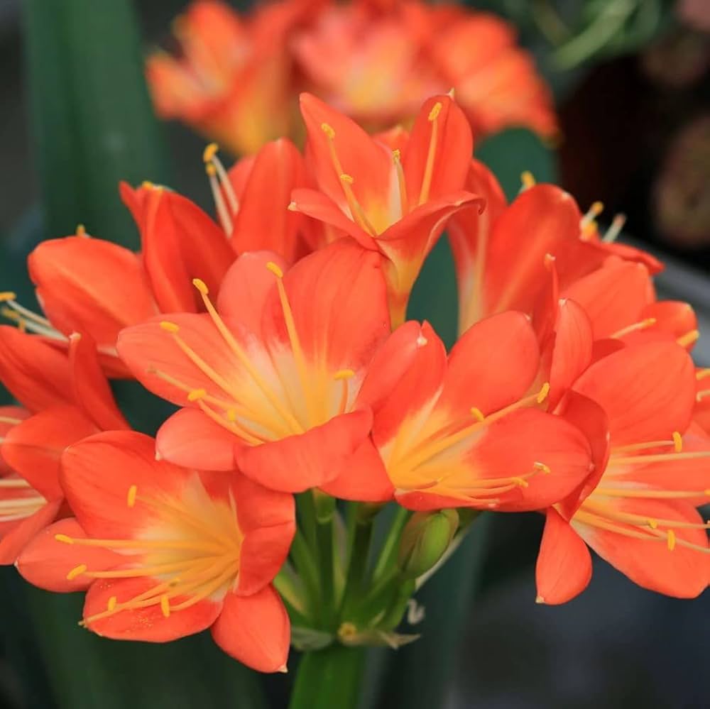 clivia clivia flower seeds