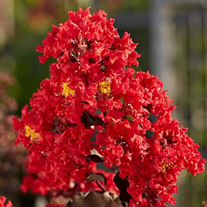 Red Crape Tree Flower Seeds for Planting - 100 pcs