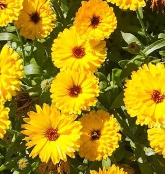 yellow calendula flower seeds