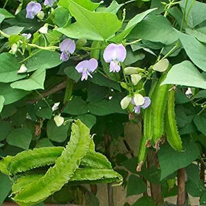 Winged Bean Seeds for Planting – High Yield, Fast Growing, Nutrient-Rich Climbing Vegetable